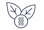 Cellulose Fibers